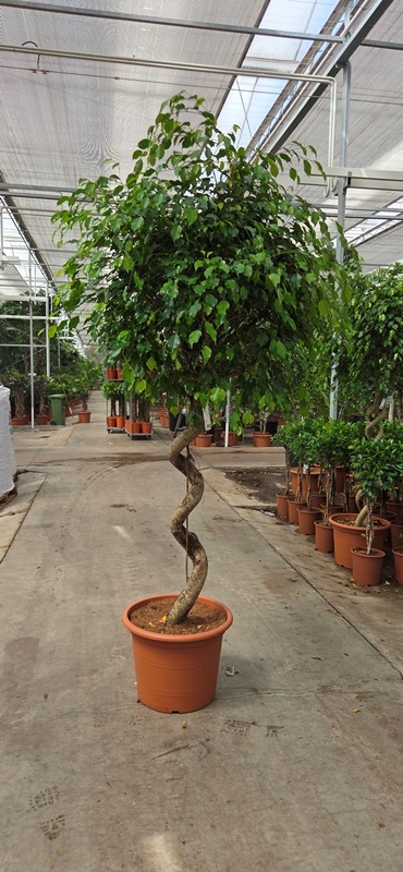 Ficus Exotica