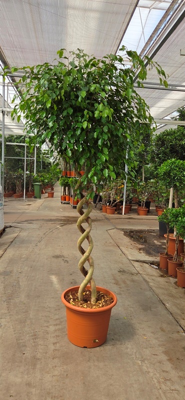 Ficus Exotica