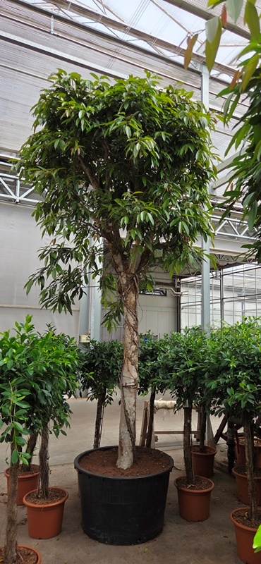 Ficus Amstel King