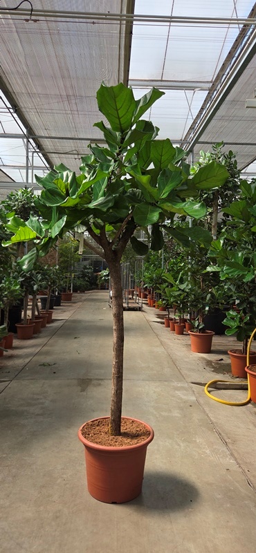 Ficus lyrata