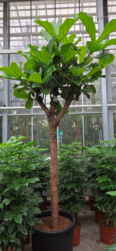 Ficus lyrata