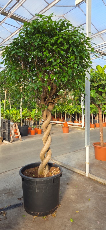 Ficus exotica