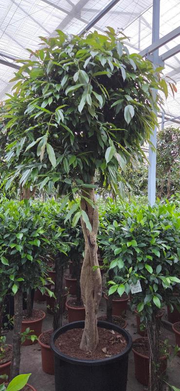 Ficus amstel king