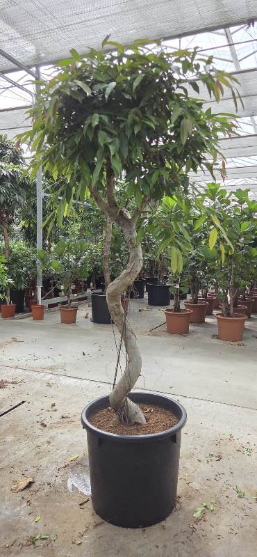 Ficus amstel king