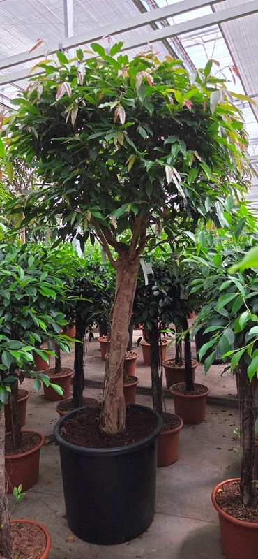 Ficus Amstel King