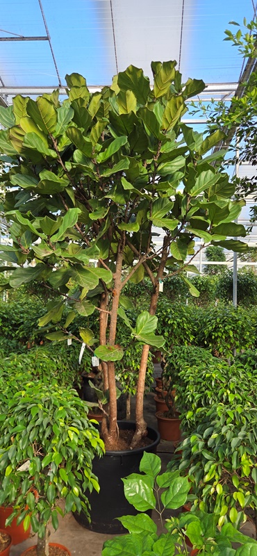 Ficus lyrata