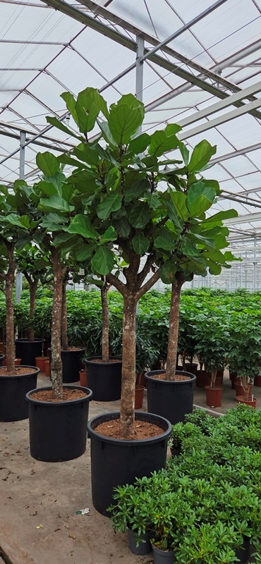 Ficus lyrata