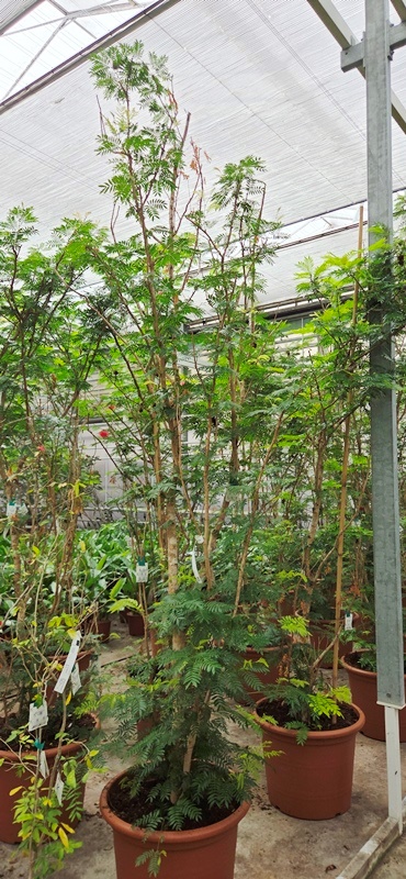Calliandra emarginata