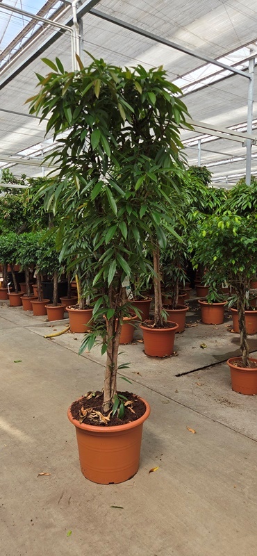 Ficus Amstel King