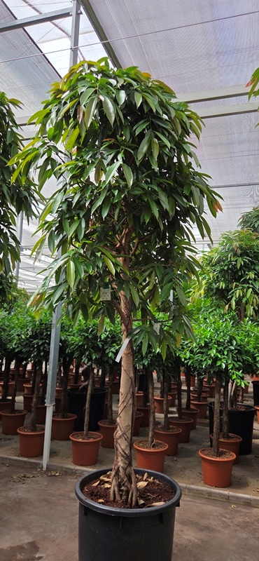 Ficus Amstel King