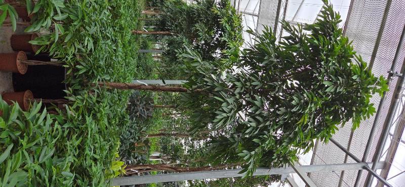 Ficus Amstel King