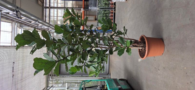 Ficus lyrata