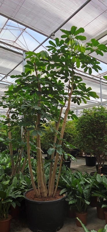 Schefflera Amate