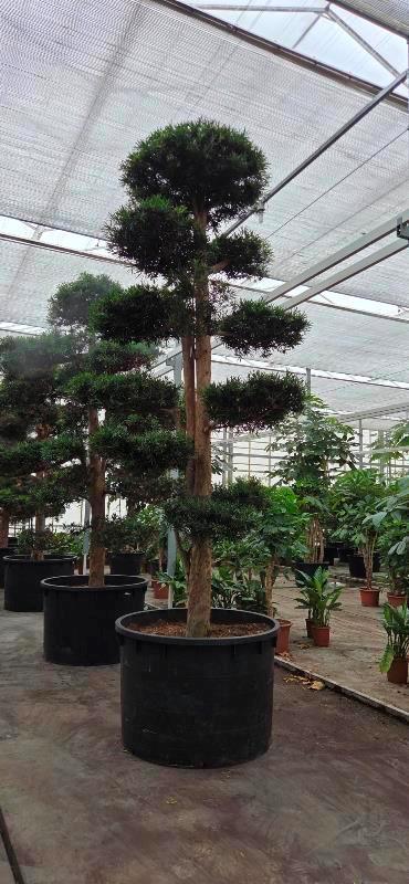 Podocarpus macrophylla