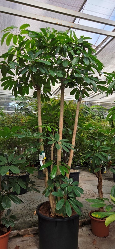 Schefflera Amate