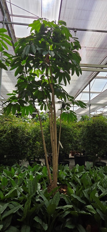 Schefflera Amate
