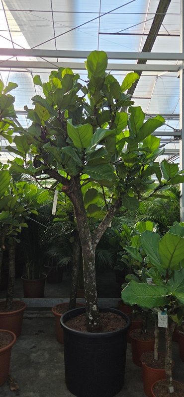 Ficus lyrata