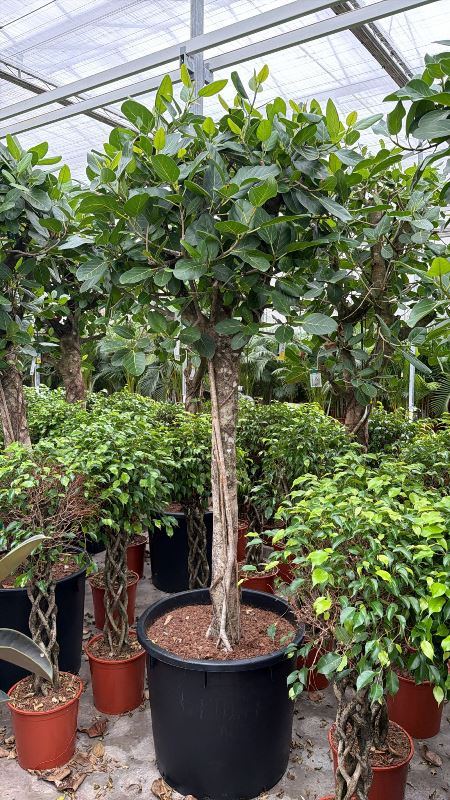 Ficus benghalensis