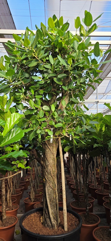 Ficus benghalensis