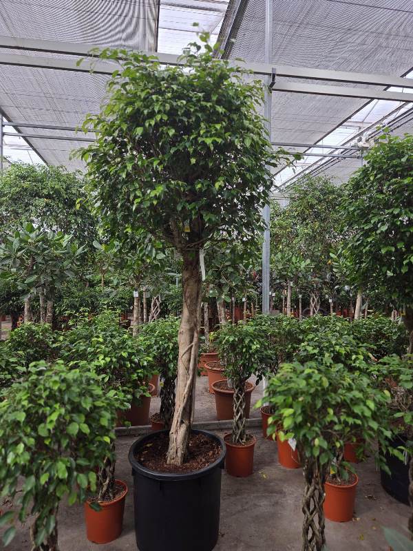 Ficus exotica