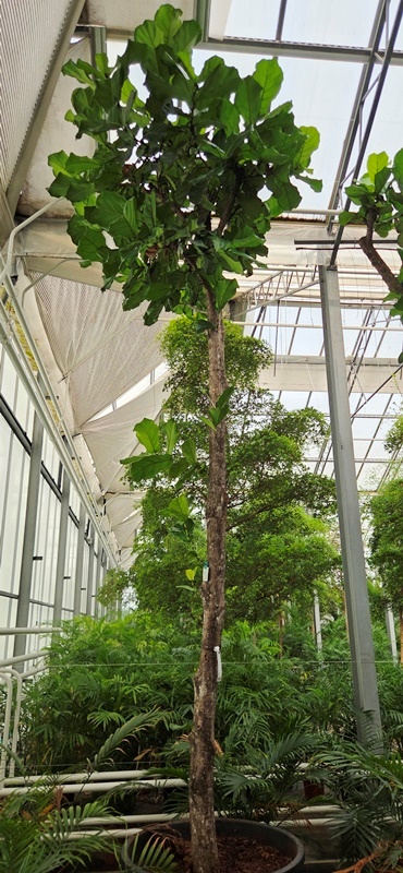Ficus lyrata