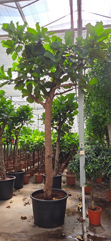 Ficus lyrata