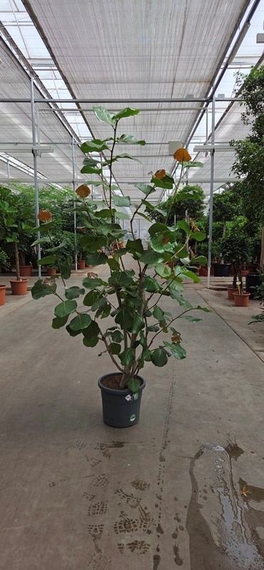Coccoloba uvifera