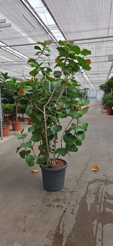 Coccoloba uvifera