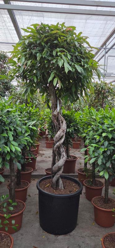 Ficus amstel king
