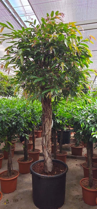 Ficus Amstel King