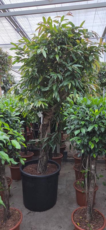 Ficus amstel king