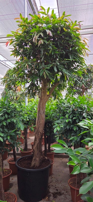 Ficus Amstel King
