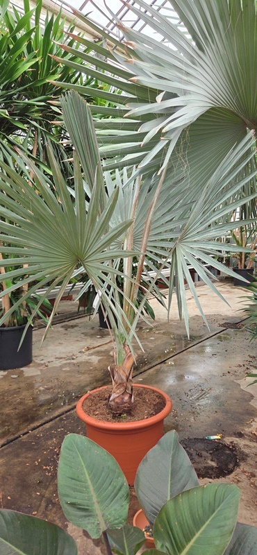 Bismarckia nobilis