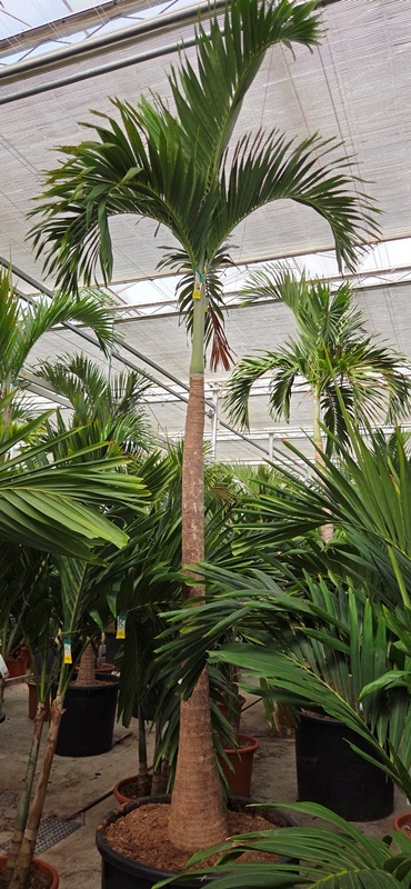 Veitchia merrillii