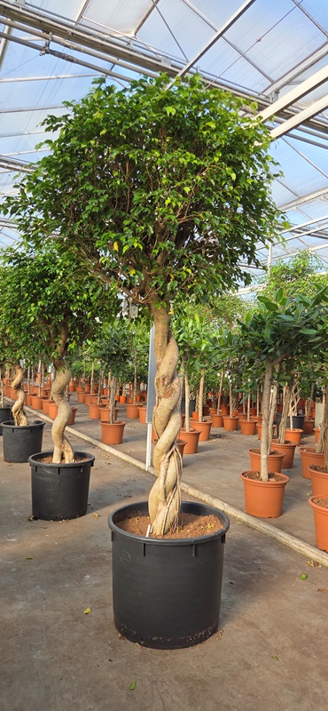 Ficus exotica