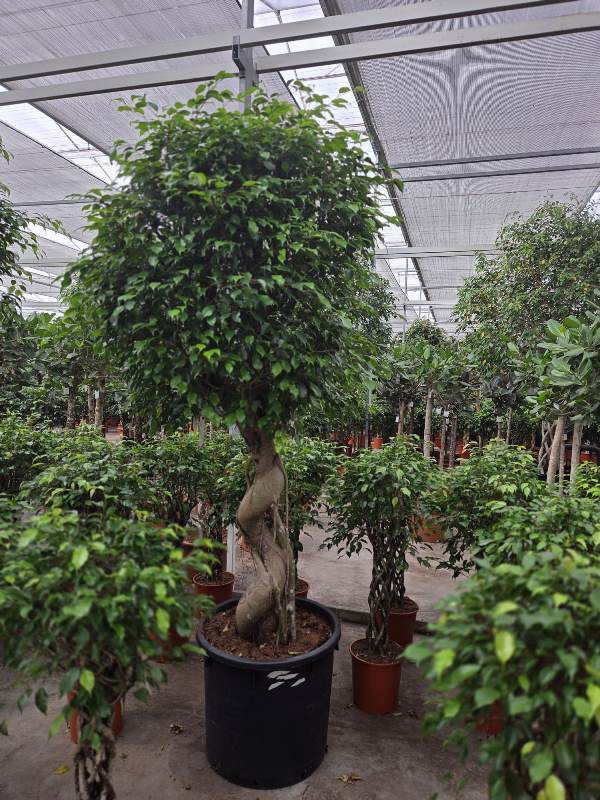 Ficus exotica
