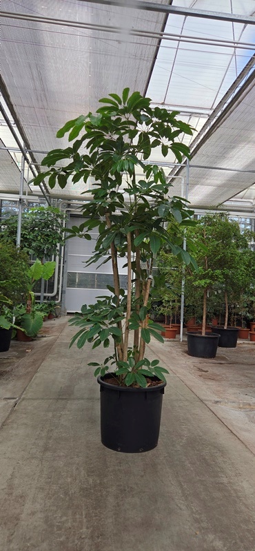 Schefflera Amate