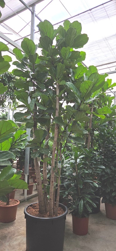 Ficus lyrata