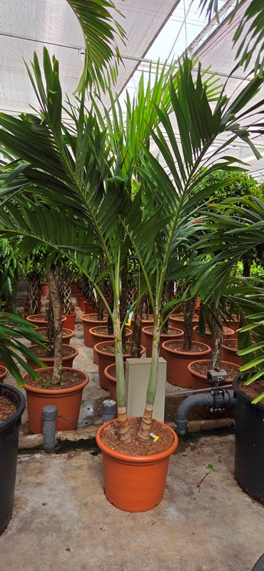 Veitchia merrillii