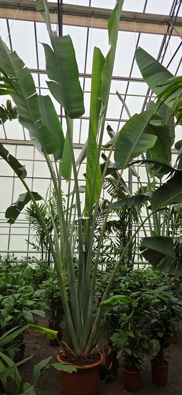 Ravenala madagascariensis