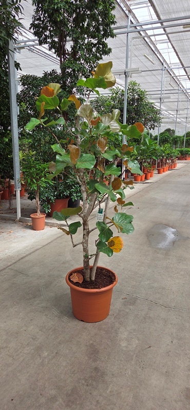 Coccoloba uvifera