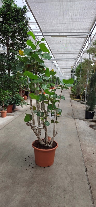 Coccoloba uvifera