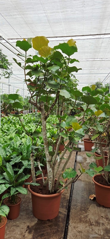 Coccoloba uvifera