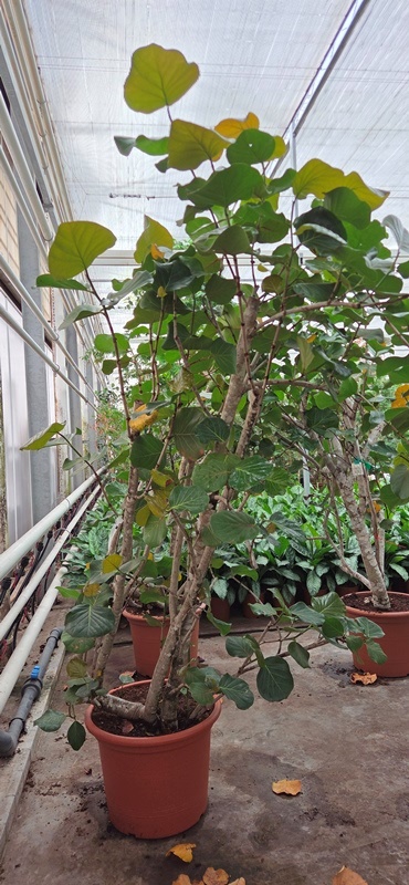 Coccoloba uvifera