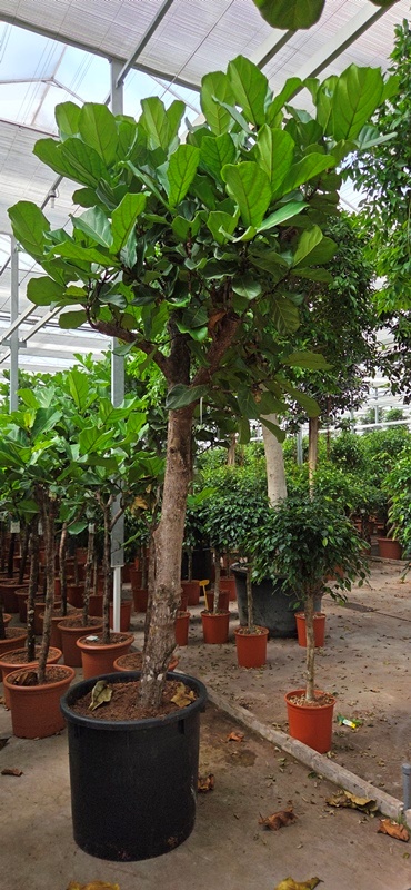 Ficus lyrata