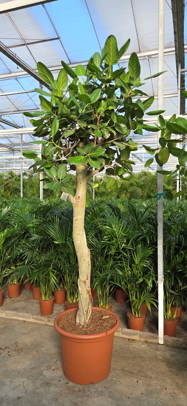 Ficus benghalensis