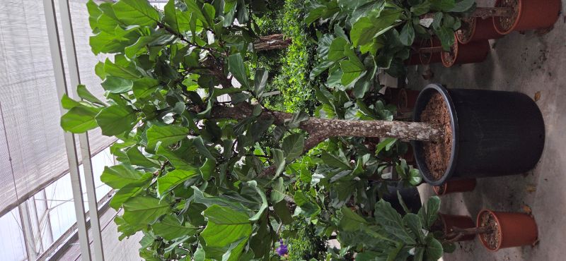 Ficus lyrata
