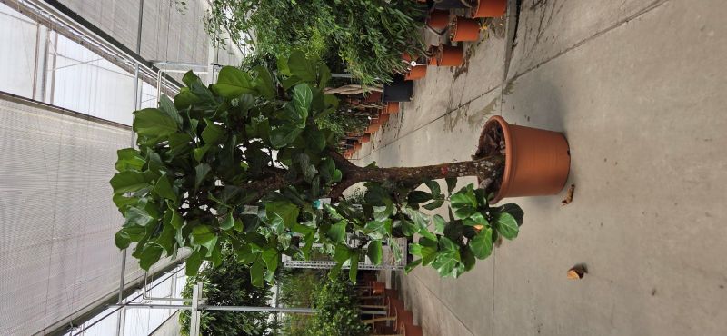 Ficus lyrata