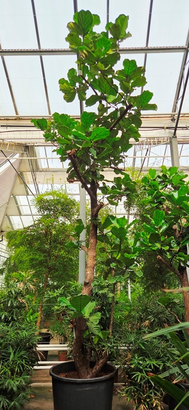 Ficus lyrata