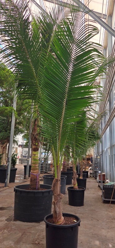 Cocos nucifera
